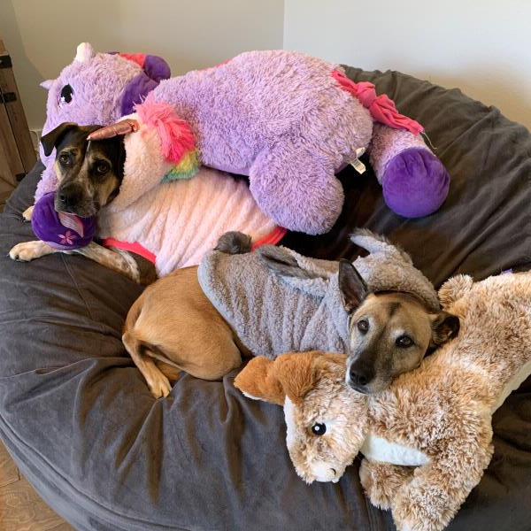 /Images/uploads/Connections Pet Rescue/Howl-o-ween/entries/15746thumb.jpg